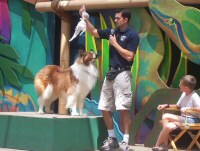 That classic brasiere and dog gag, July 2006. Photo by Devon Whitehead