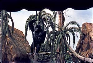Gorilla in 1972 (photo courtesy Dalton Macdonald)