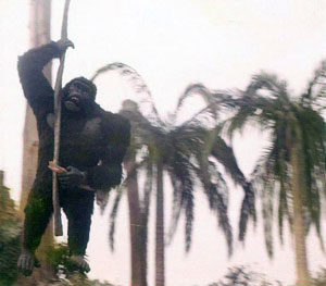 The Red Sea Gorilla (Photo courtesy John Murdy)